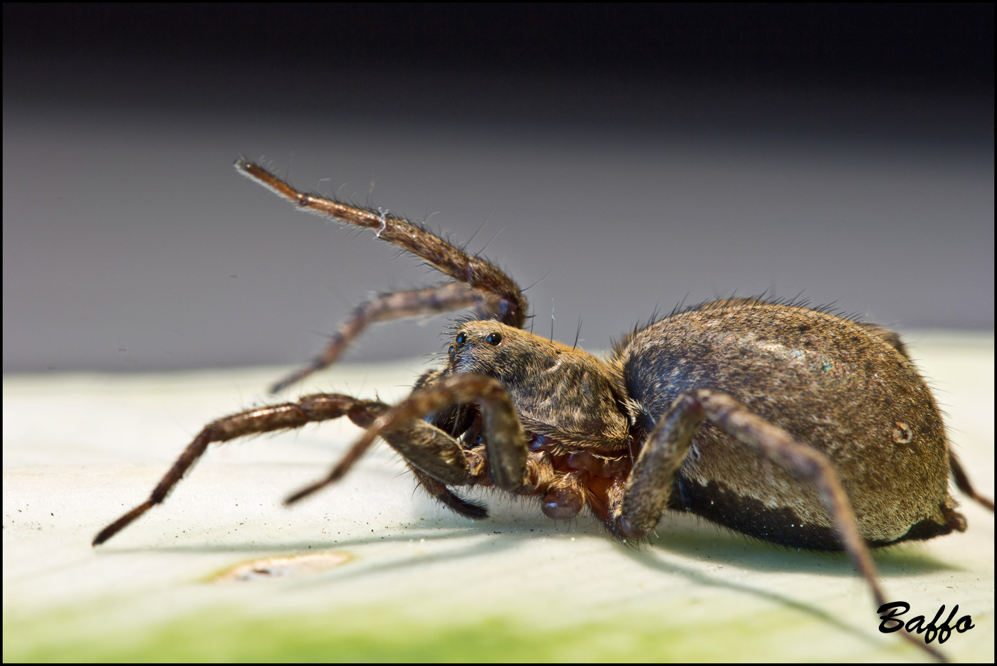 Alopecosa cf. albofasciata - Basovizza (TS)